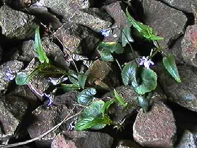 ナガバノタチツボスミレ 全体