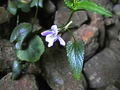 ナガバノタチツボスミレ 花