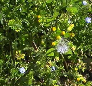 ノボロギク 全体