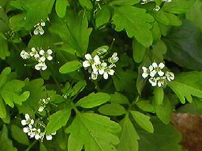 �I�I�o�^�l�c�P�o�i �S��