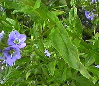 �I�I�J���a�V�� �t