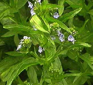 �I�I�J���a�V�� �S��