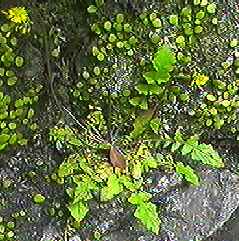 オニタビラコ 全体