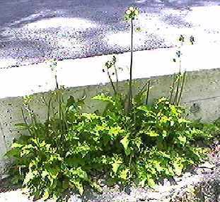 オニタビラコ 全体