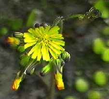 オニタビラコ 花