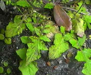 オニタビラコ 葉