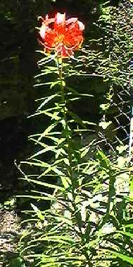 �I�j���� �S��