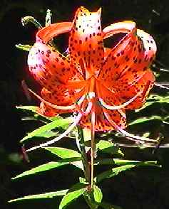 �I�j���� ��