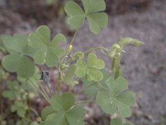 �I�b�^�`�J�^�o�~ �S��(2000.6)