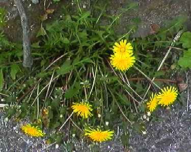 セイヨウタンポポ 全体