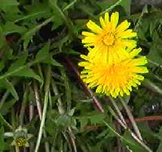 セイヨウタンポポ 全体