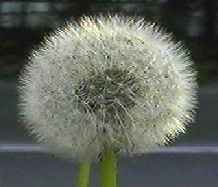 セイヨウタンポポ 全体