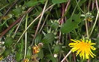 セイヨウタンポポ 全体