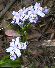 �V���K ��