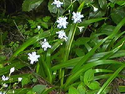 �V���K �S��