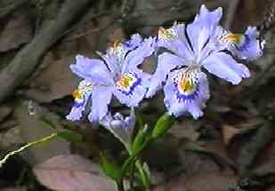 �V���K ��