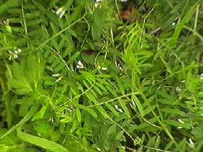 �X�Y���m�G���h�E �S��