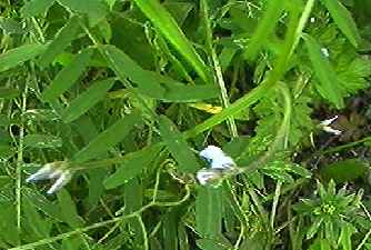 �X�Y���m�G���h�E ��