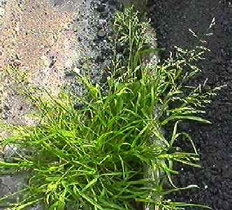 スズメノカタビラ 全体