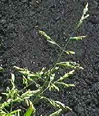 スズメノカタビラ 花