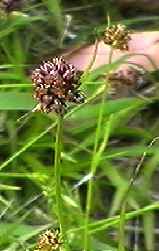 �X�Y���m���� �ԏ�