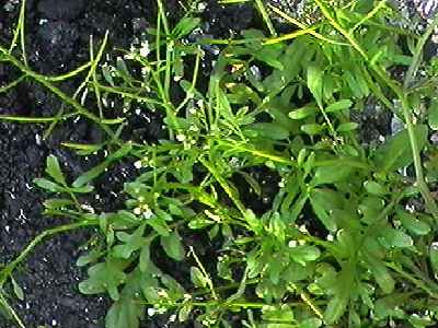 �^�l�c�P�o�i �S��