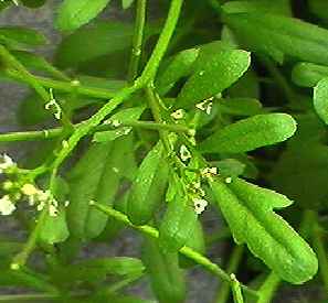 �^�l�c�P�o�i ��