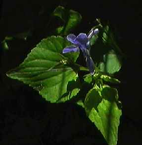 タチツボスミレ 全体