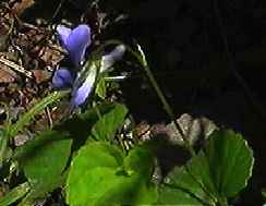 タチツボスミレ 花横