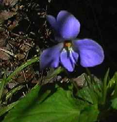 タチツボスミレ 花