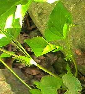 タチツボスミレ 葉