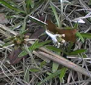 チチコグサ 全体