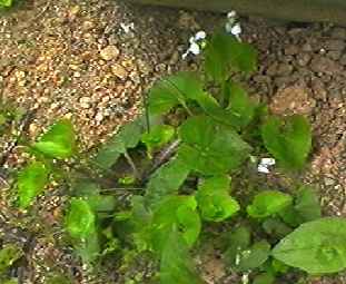 ツボスミレ 全体