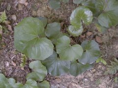 �c���u�L �t(2000.5)