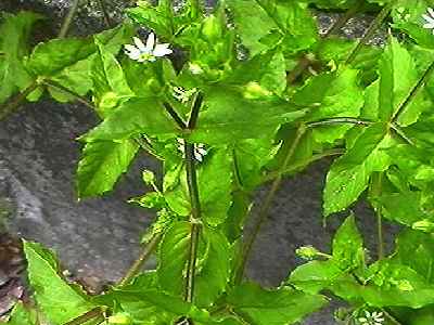 �E�V�n�R�x �S��