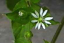 �E�V�n�R�x ��