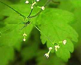 ヤブニンジン 花序