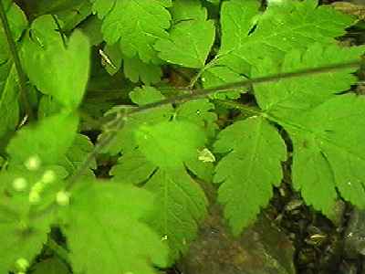 ヤブニンジン 葉