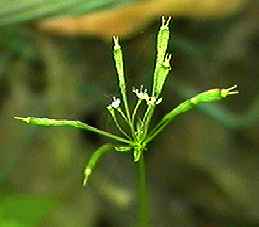 ヤブニンジン 果実