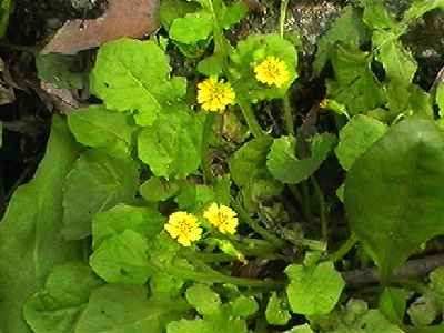 ヤブタビラコ 全体