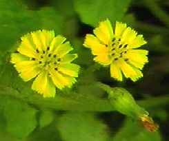 ヤブタビラコ 頭花