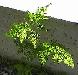 ヤブジラミ 全体