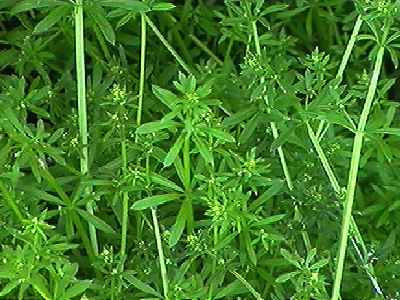 ���G���O�� �S��