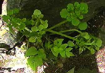 ���}�l�R�m���\�E �S��