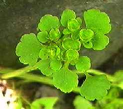 ���}�l�R�m���\�E ��