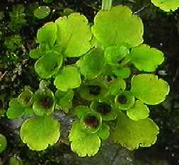 ���}�l�R�m���\�E �ʎ�